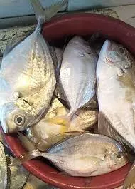 Saminsamin